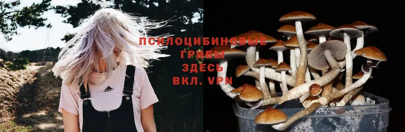 Псилоцибиновые грибы Psilocybine cubensis  Бокситогорск 